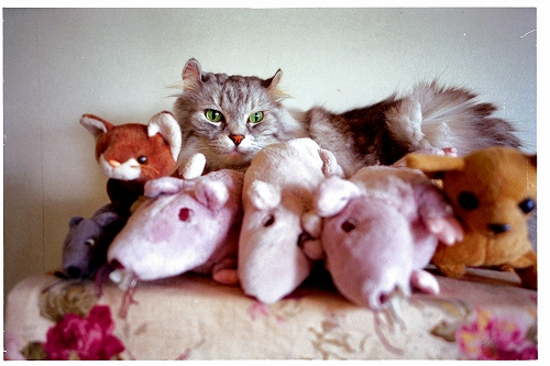 f:id:nekoshasin:20100722205804j:image f:id:nekoshasin:20100722205804j:image