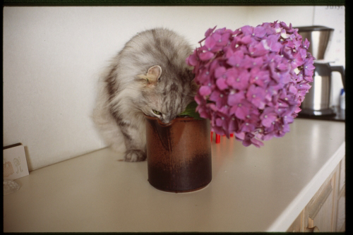 f:id:nekoshasin:20100802150050j:image f:id:nekoshasin:20100802150050j:image