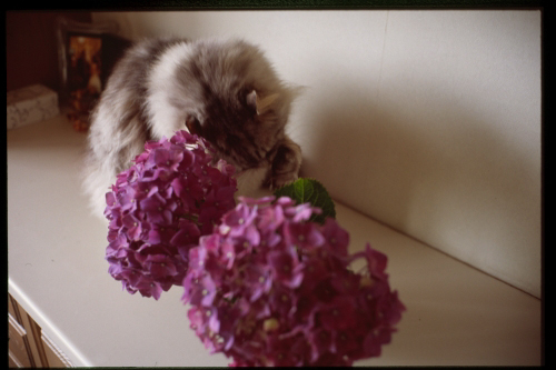 f:id:nekoshasin:20100802150049j:image f:id:nekoshasin:20100802150049j:image