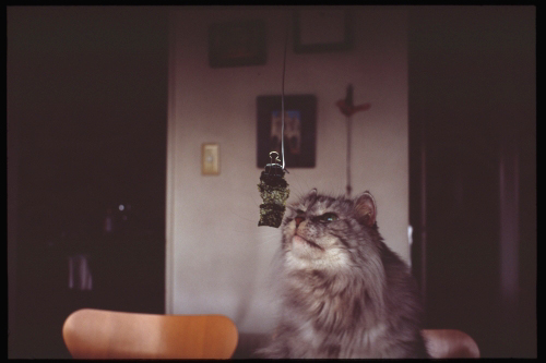f:id:nekoshasin:20100806235153j:image f:id:nekoshasin:20100806235153j:image