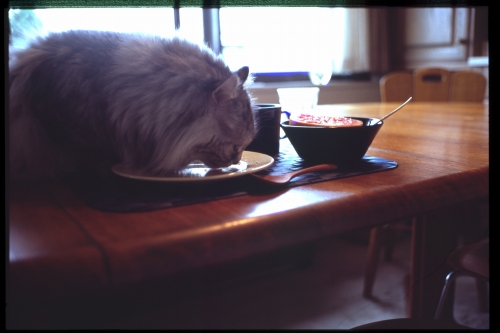 f:id:nekoshasin:20100906213407j:image f:id:nekoshasin:20100906213407j:image