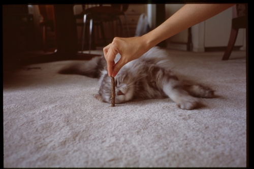 f:id:nekoshasin:20100912214656j:image f:id:nekoshasin:20100912214656j:image