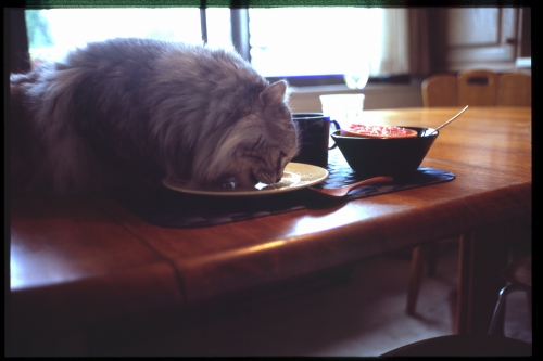 f:id:nekoshasin:20100906213411j:image f:id:nekoshasin:20100906213411j:image