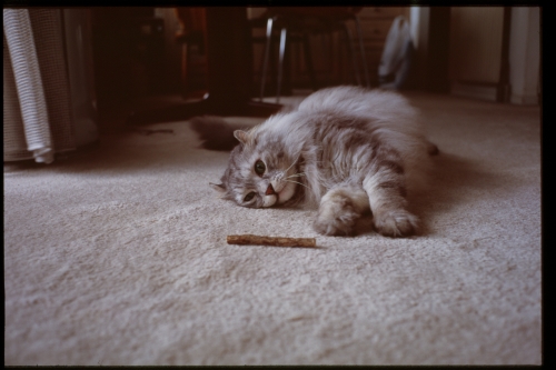 f:id:nekoshasin:20100912214658j:image f:id:nekoshasin:20100912214658j:image