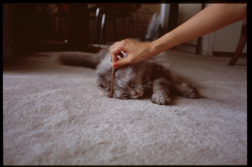 f:id:nekoshasin:20100912214657j:image f:id:nekoshasin:20100912214657j:image