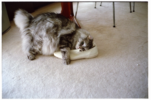 f:id:nekoshasin:20101007212122j:image f:id:nekoshasin:20101007212122j:image