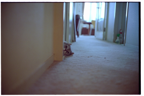 f:id:nekoshasin:20101025184051j:image f:id:nekoshasin:20101025184051j:image