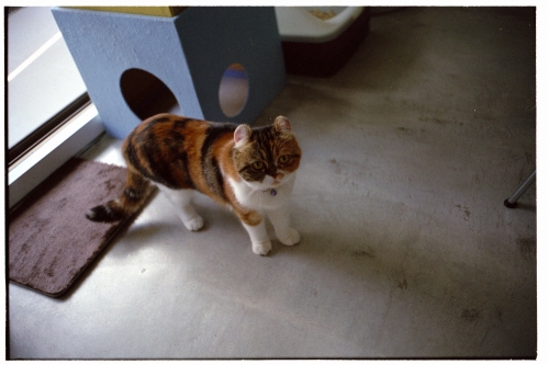 f:id:nekoshasin:20101207161906j:image f:id:nekoshasin:20101207161906j:image