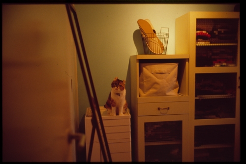 f:id:nekoshasin:20101207163815j:image f:id:nekoshasin:20101207163815j:image
