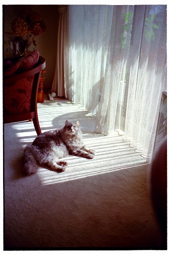 f:id:nekoshasin:20110121215207j:image f:id:nekoshasin:20110121215207j:image