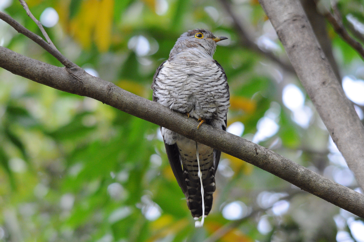 ツツドリ 花鳥撮三昧 鳥が排泄する瞬間の写真 NAVER まとめ