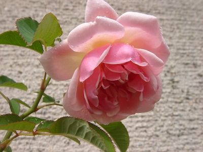 f0054421_17441044.jpg