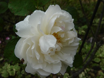 f0054421_17445983.jpg