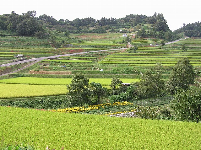 b0162728_850297.jpg