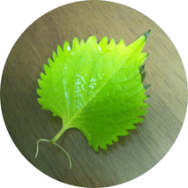 d0048332_02166.gif