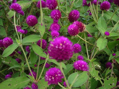 e0100046_17163556.jpg
