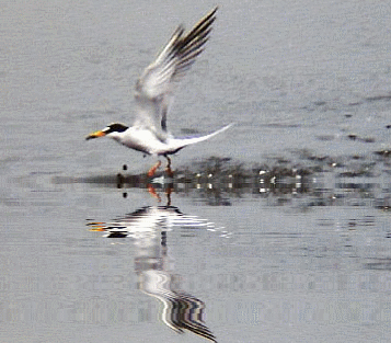 a0193457_20372495.gif