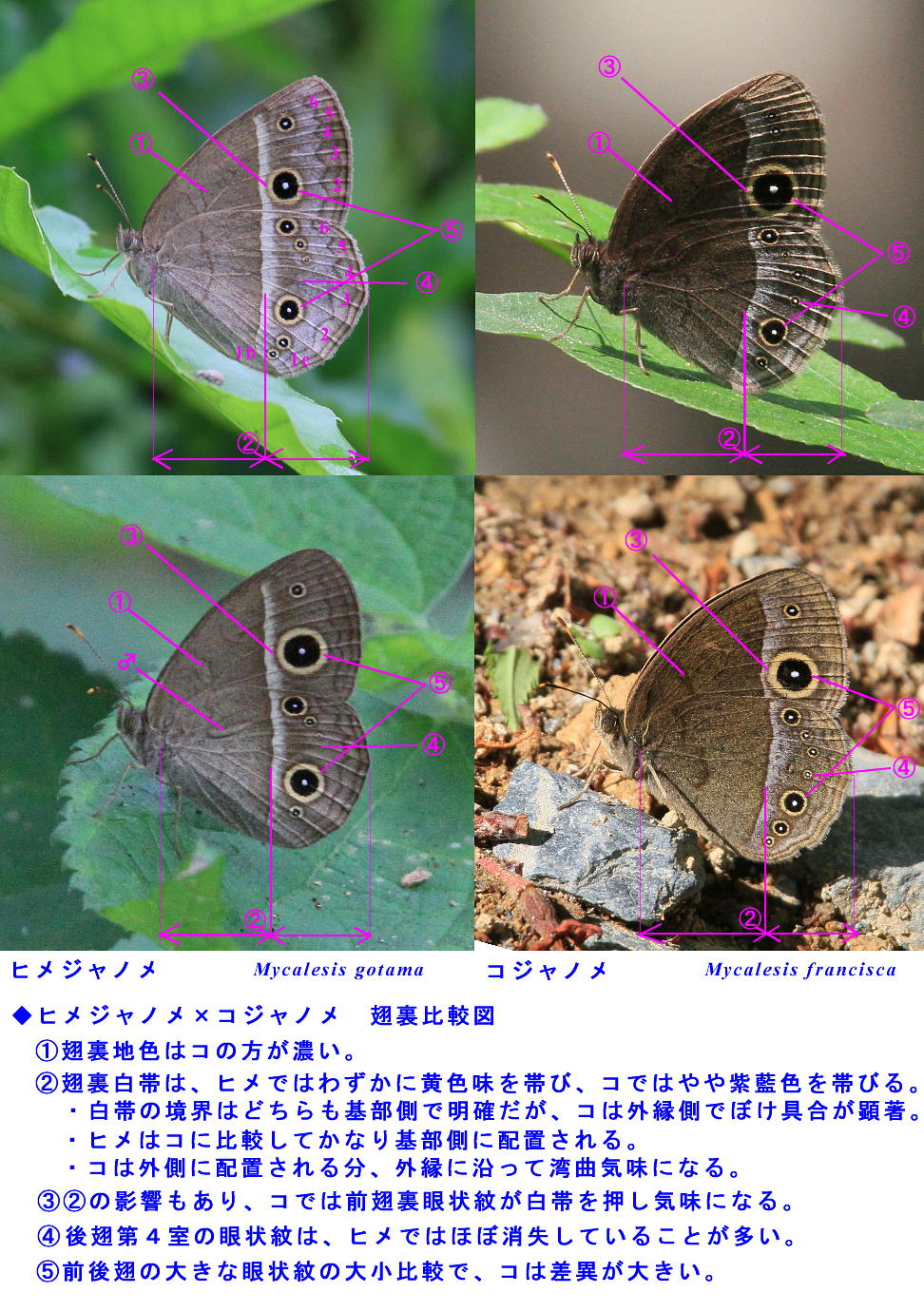 a0146869_175391.jpg