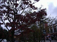 a0142083_20113592.jpg