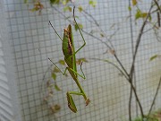 f0191517_1194145.jpg