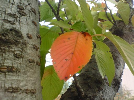 c0097620_21302017.jpg