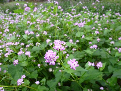 b0138430_15564998.jpg
