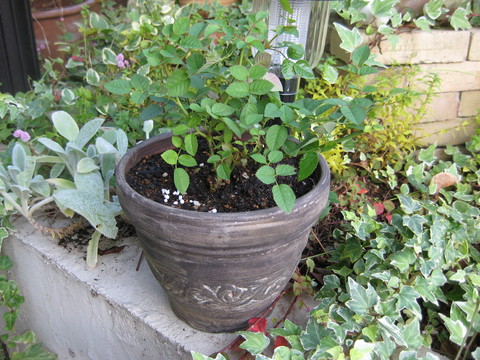 f0061334_21172060.jpg