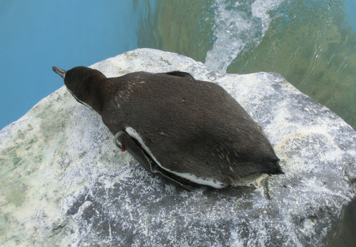 c0222964_12335486.jpg