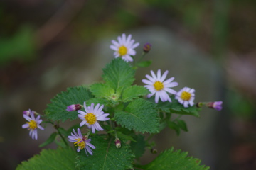 f0054677_8101882.jpg