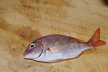 f0054677_81228.jpg