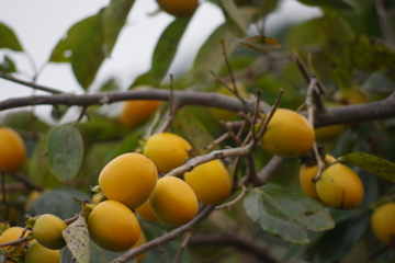f0054677_84471.jpg