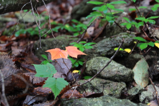 e0024081_21323694.jpg