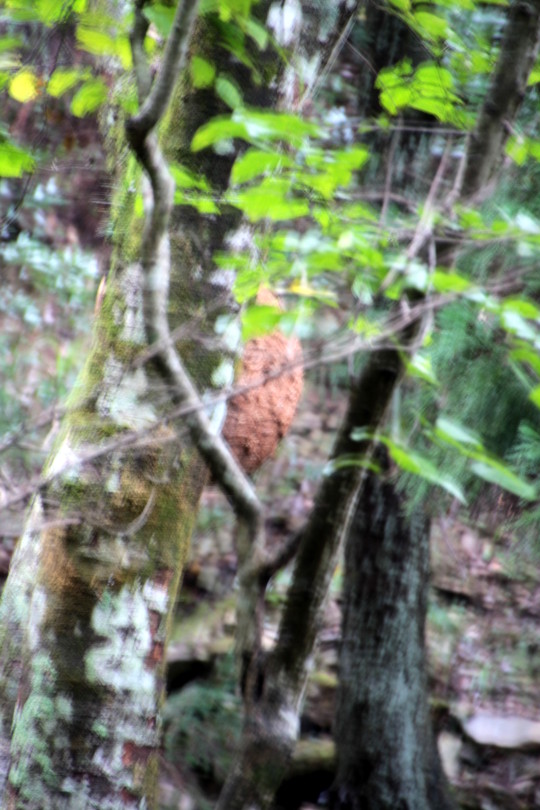 e0024081_21324550.jpg