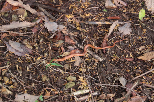 e0024081_2138187.jpg