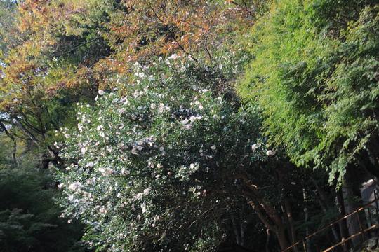 e0024081_21405554.jpg