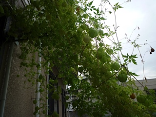 d0017894_7251013.jpg