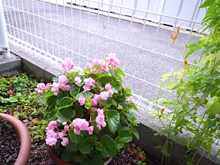 d0017894_725860.jpg