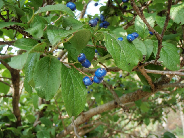b0039898_2194461.jpg