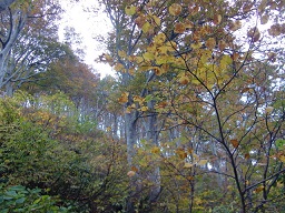 c0187298_2252471.jpg