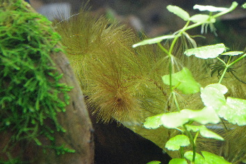d0212519_20174795.jpg