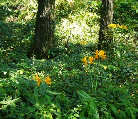 e0133535_202330100.jpg