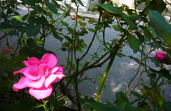 e0133535_20253728.jpg
