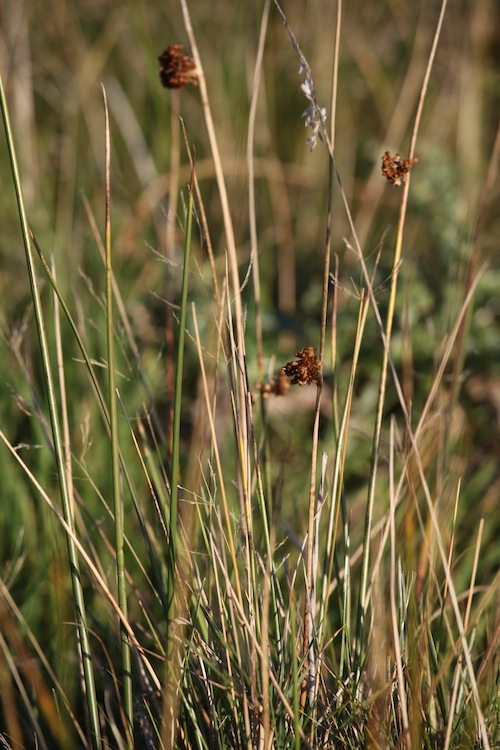 a0169844_8111265.jpg