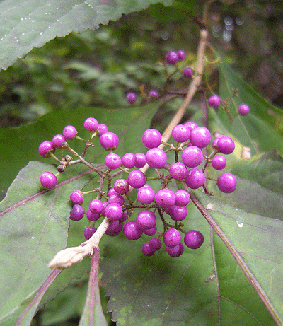 a0001354_22112295.gif