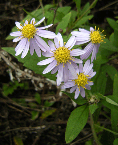 a0001354_2223831.gif