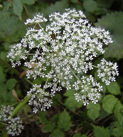 a0001354_2261754.gif