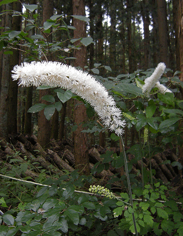 a0001354_2285698.gif