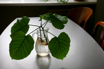 f0054677_827411.jpg