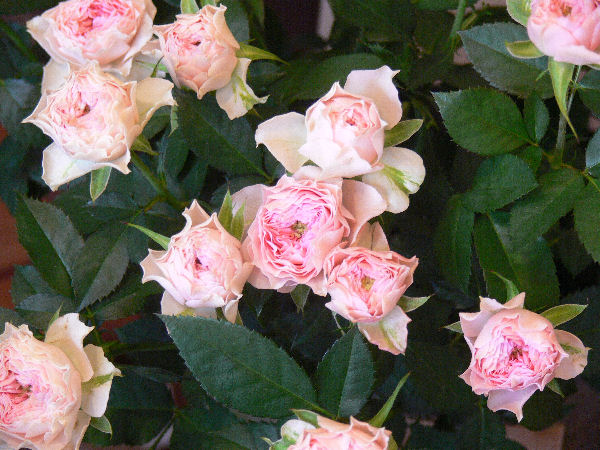 e0140986_1611573.jpg