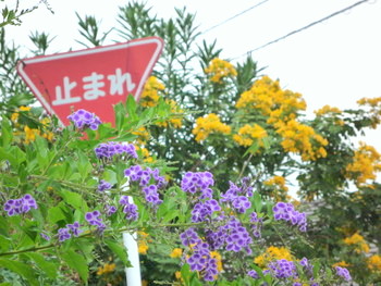 a0133493_1142124.jpg